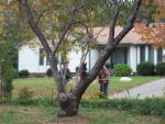 Click on one of the size names above to enlarge this image Click on one of the size names above to enlarge this image