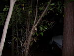 Click on one of the size names above to enlarge this image Click on one of the size names above to enlarge this image